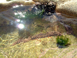 Hendra Rock pool